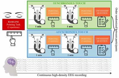 The Development of a Flexible Bodily Representation: Behavioral Outcomes and Brain Oscillatory Activity During the Rubber Hand Illusion in Preterm and Full-Term School-Age Children